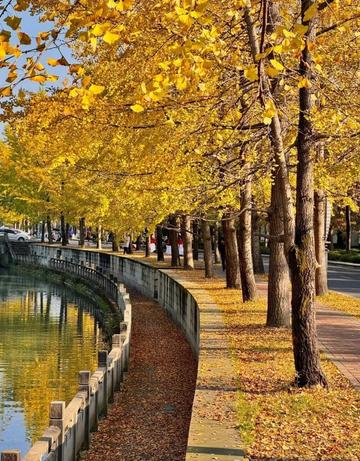 The nationally recognized most beautiful gingko forest, ten times more beautiful than Botahtang, must not be missed.