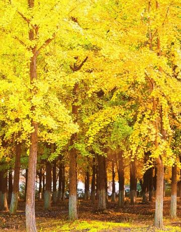 The nationally recognized most beautiful gingko forest, ten times more beautiful than Botahtang, must not be missed.