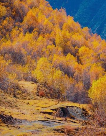 The nationally recognized most beautiful gingko forest, ten times more beautiful than Botahtang, must not be missed.