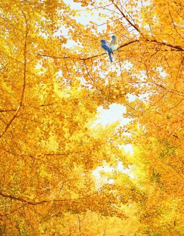 The nationally recognized most beautiful gingko forest, ten times more beautiful than Botahtang, must not be missed.