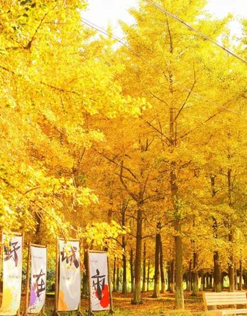 The nationally recognized most beautiful gingko forest, ten times more beautiful than Botahtang, must not be missed.