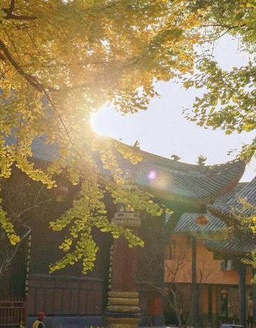 The nationally recognized most beautiful gingko forest, ten times more beautiful than Botahtang, must not be missed.