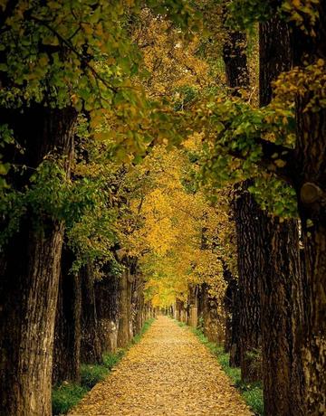 The nationally recognized most beautiful gingko forest, ten times more beautiful than Botahtang, must not be missed.