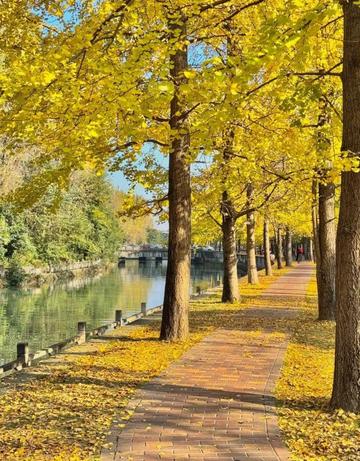 The nationally recognized most beautiful gingko forest, ten times more beautiful than Botahtang, must not be missed.