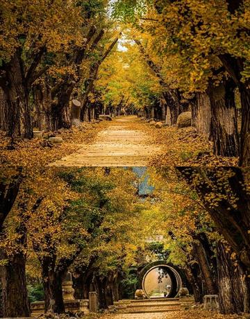 The nationally recognized most beautiful gingko forest, ten times more beautiful than Botahtang, must not be missed.