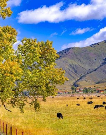 The nationally recognized most beautiful gingko forest, ten times more beautiful than Botahtang, must not be missed.