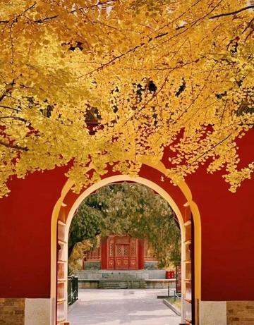 The nationally recognized most beautiful gingko forest, ten times more beautiful than Botahtang, must not be missed.