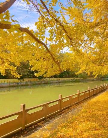 The nationally recognized most beautiful gingko forest, ten times more beautiful than Botahtang, must not be missed.